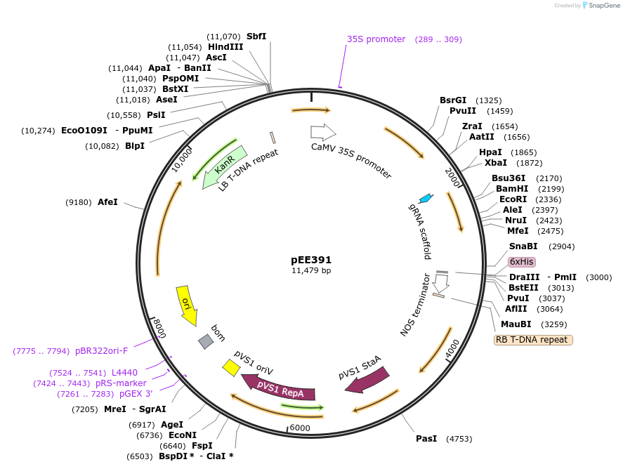 149281-plasmid-map-sequence-id-305812