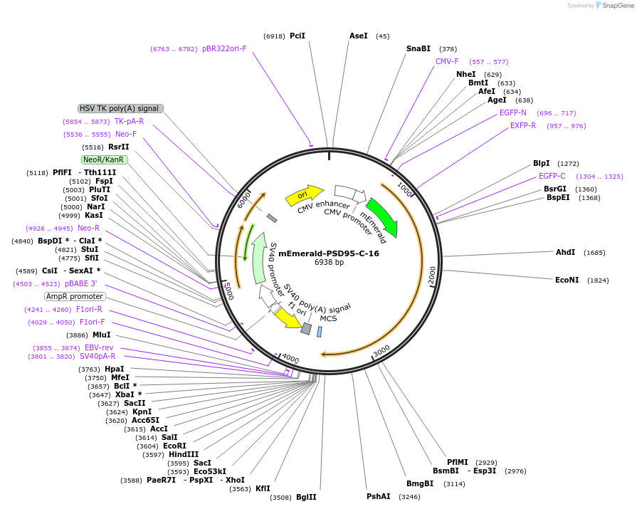 54238-plasmid-map-sequence-id-305814