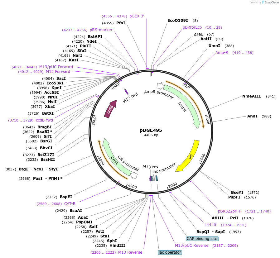 153247-plasmid-map-sequence-id-305816