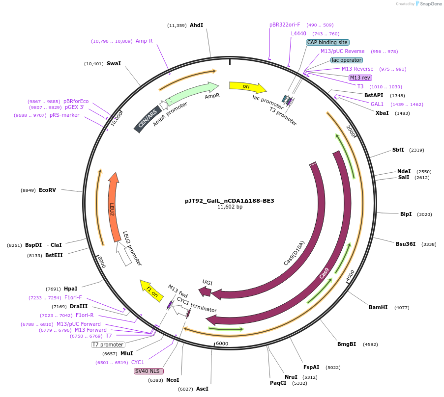 145052-plasmid-map-sequence-id-305818