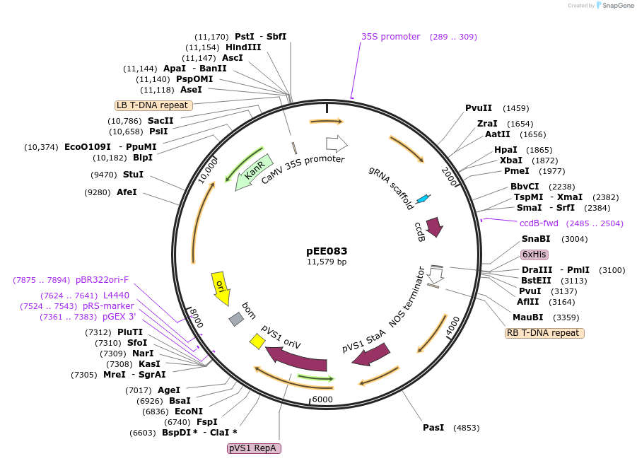 149279-plasmid-map-sequence-id-305822