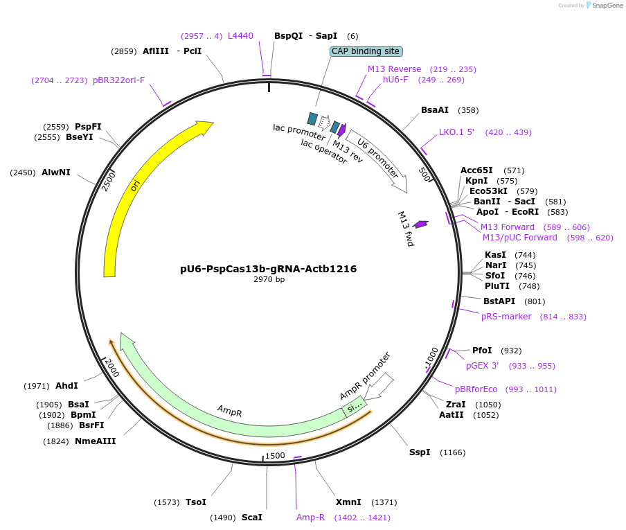 155368-plasmid-map-sequence-id-305823