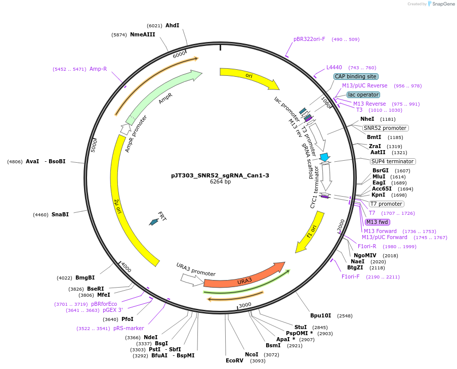 145066-plasmid-map-sequence-id-305824