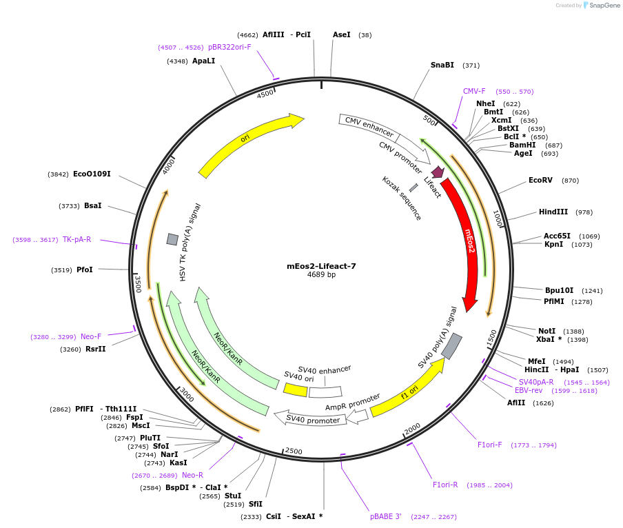 54809-plasmid-map-sequence-id-305825