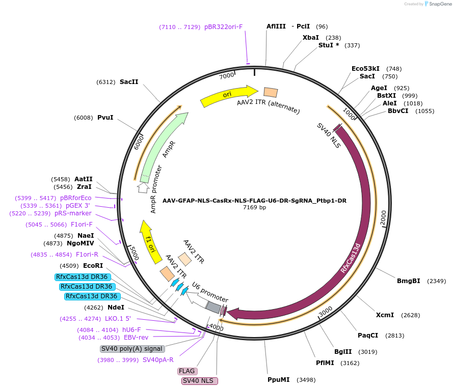 154001-plasmid-map-sequence-id-305844