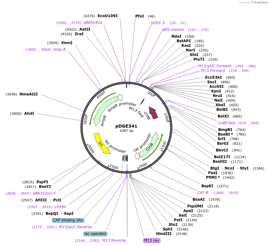 153250-plasmid-map-sequence-id-305845