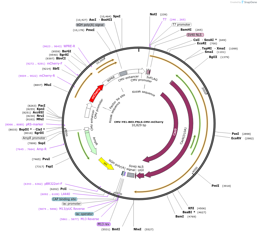 154005-plasmid-map-sequence-id-305855