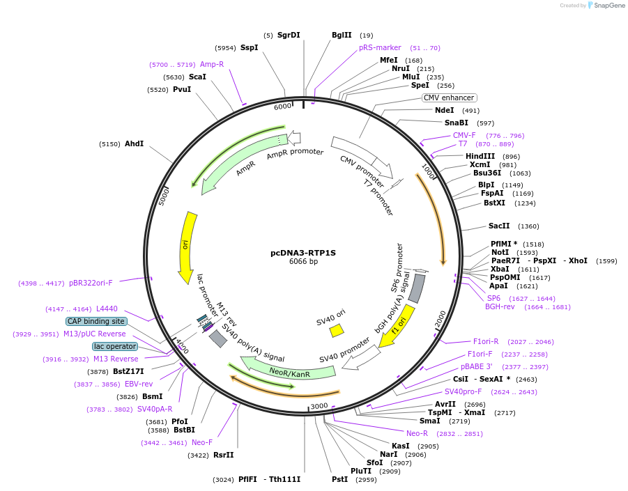149364-plasmid-map-sequence-id-305861