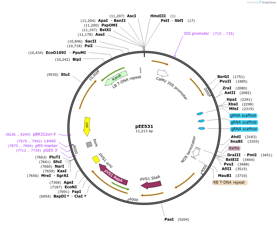 149290-plasmid-map-sequence-id-305881