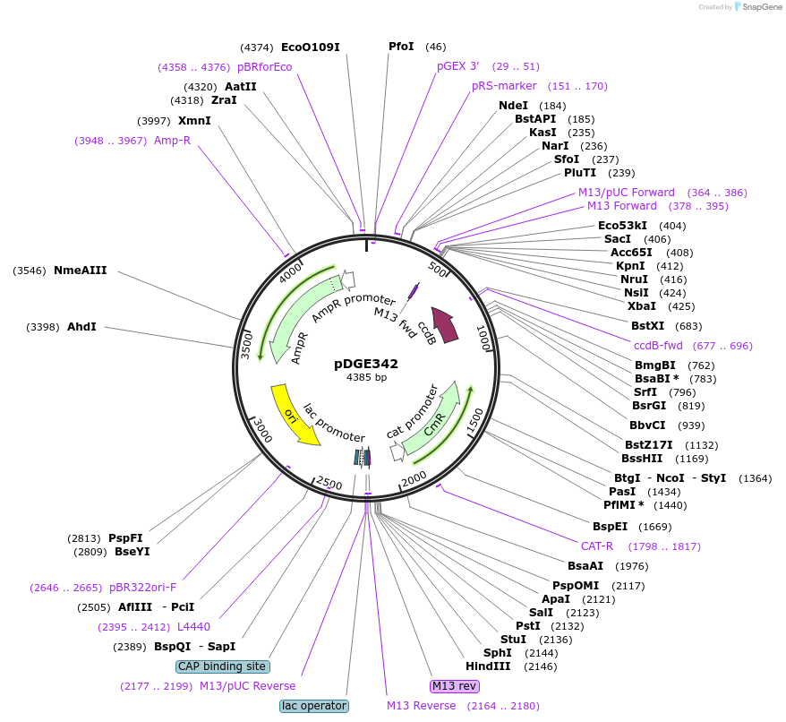 153251-plasmid-map-sequence-id-305888