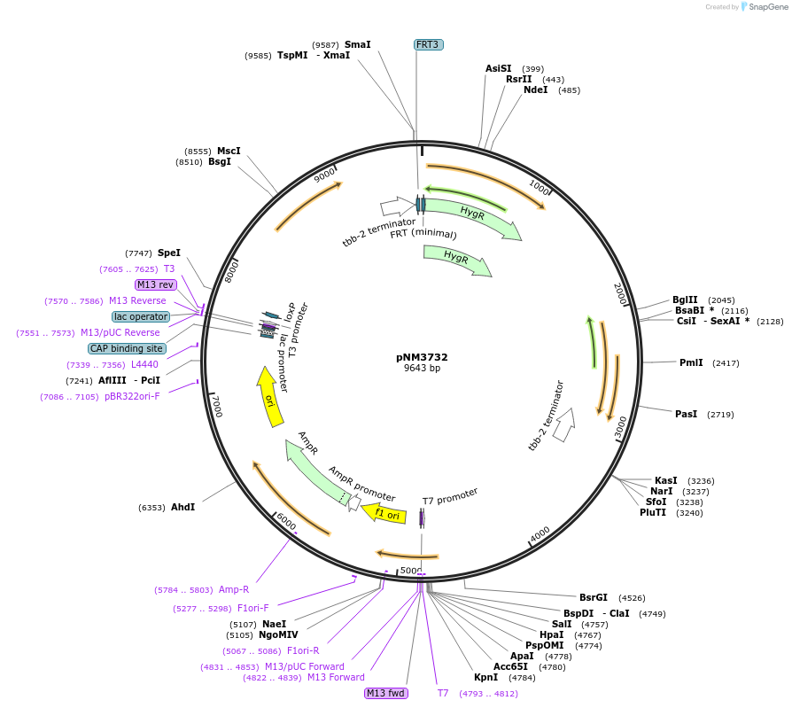 153086-plasmid-map-sequence-id-305890