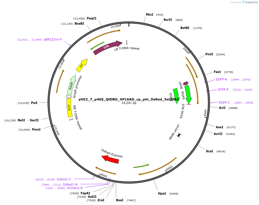154234-plasmid-map-sequence-id-305895