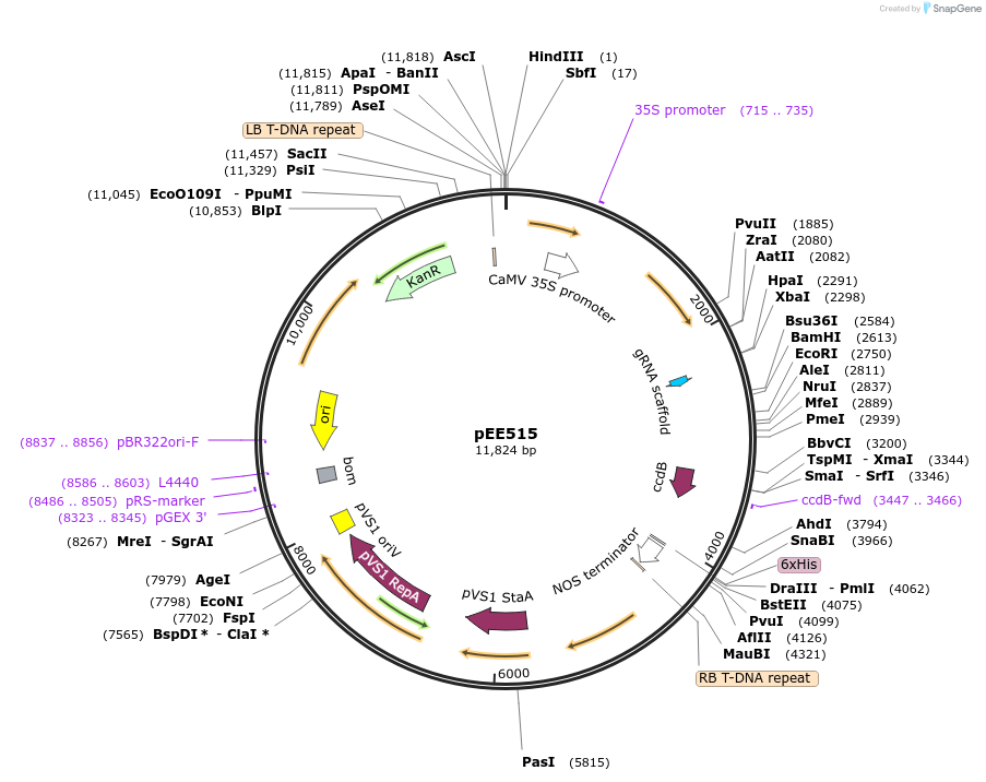 149288-plasmid-map-sequence-id-305899