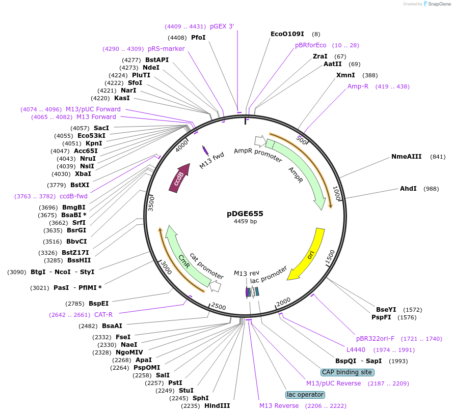 153253-plasmid-map-sequence-id-305900