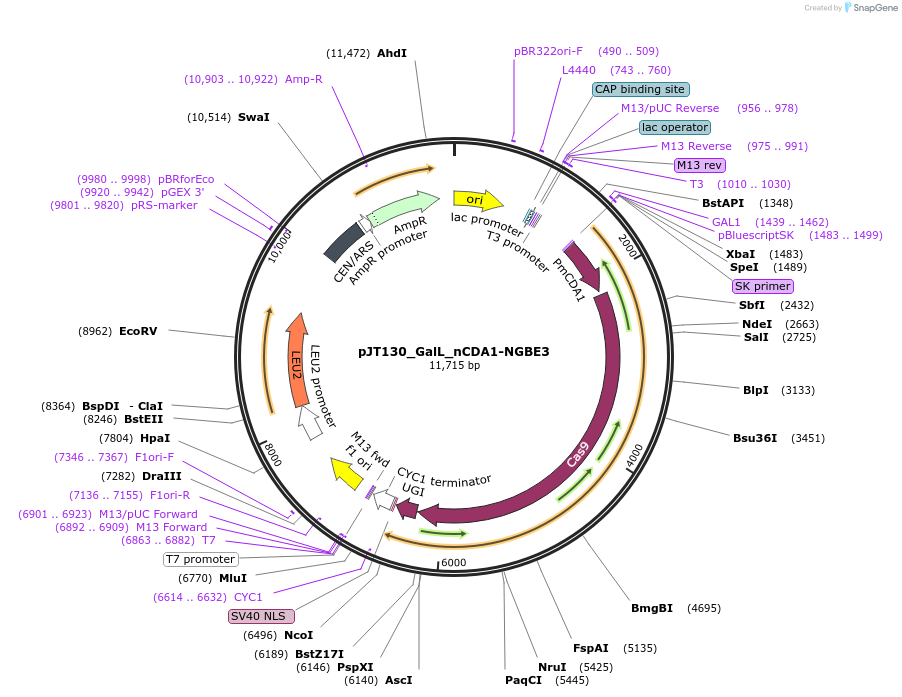 145094-plasmid-map-sequence-id-305903