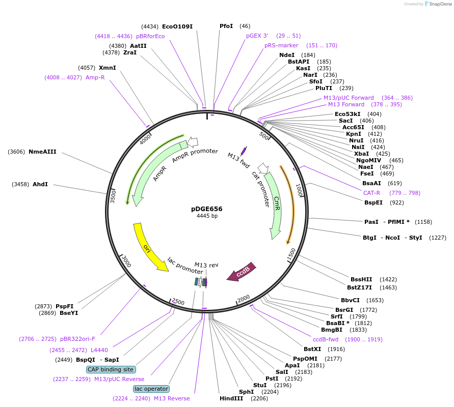 153254-plasmid-map-sequence-id-305904