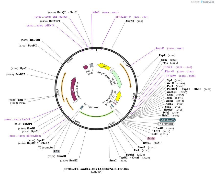 154188-plasmid-map-sequence-id-305905