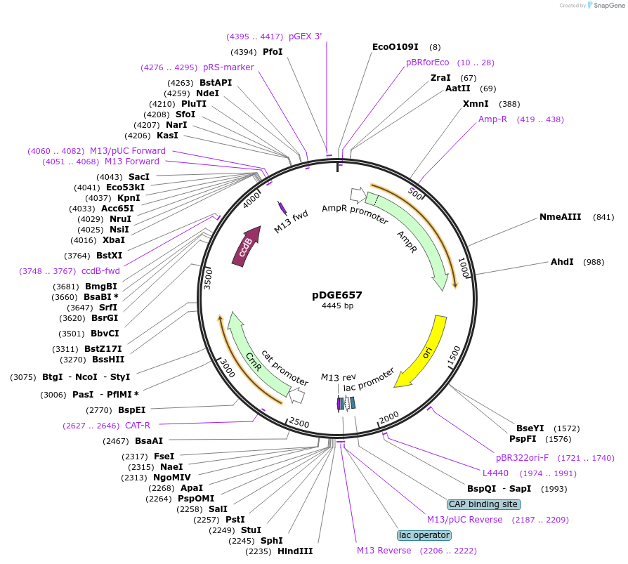 153255-plasmid-map-sequence-id-305906