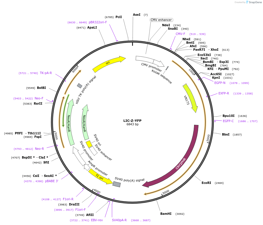 153544-plasmid-map-sequence-id-305908