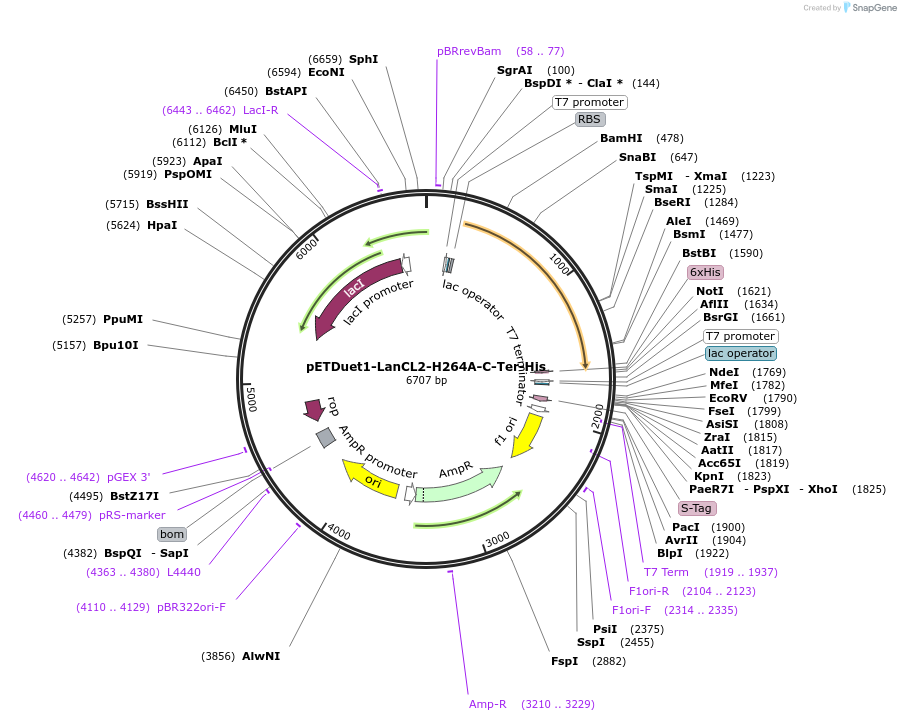 154187-plasmid-map-sequence-id-305911