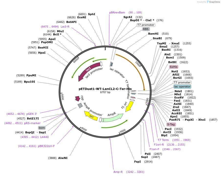 154186-plasmid-map-sequence-id-305914