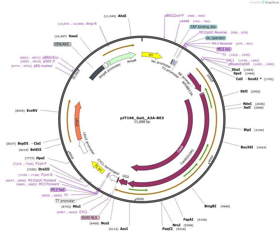 145116-plasmid-map-sequence-id-305920