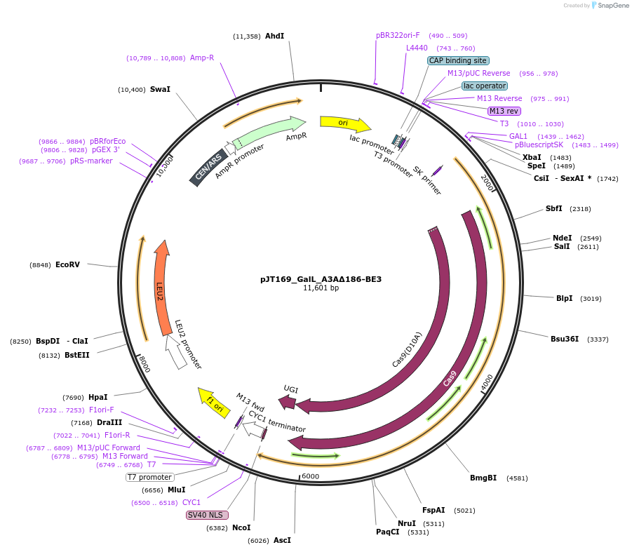 145119-plasmid-map-sequence-id-305923
