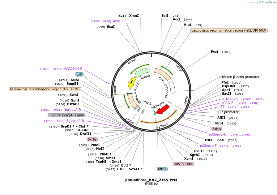 145360-plasmid-map-sequence-id-305928
