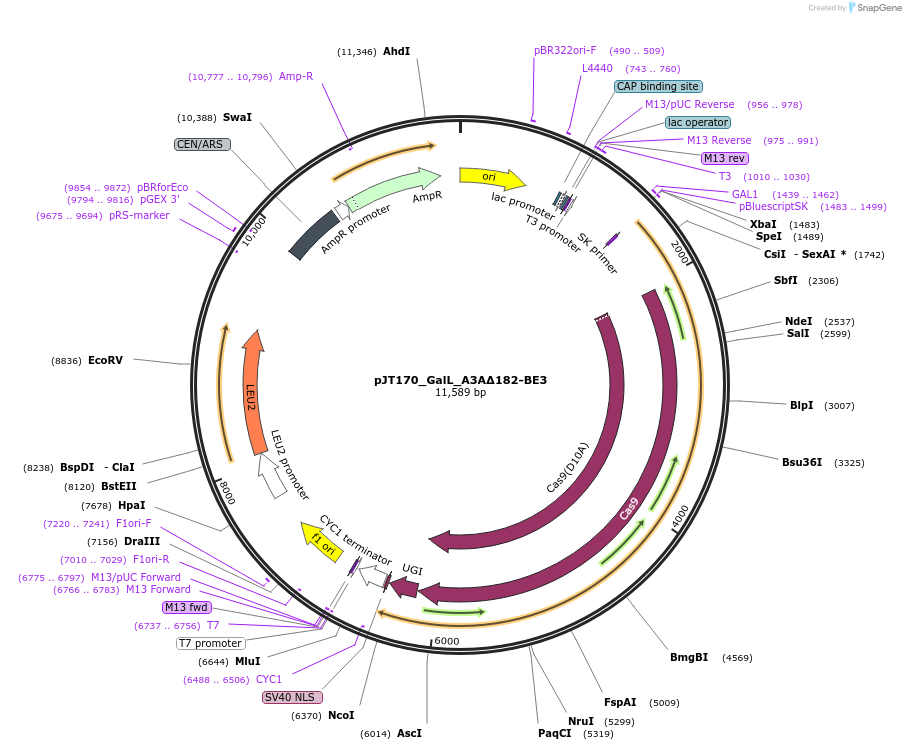 145120-plasmid-map-sequence-id-305931