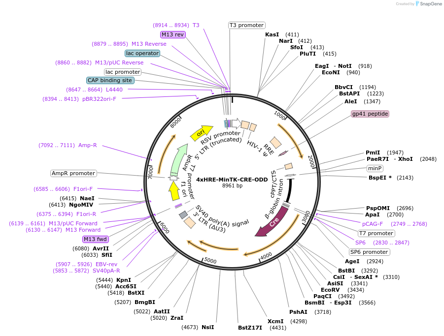 141147-plasmid-map-sequence-id-305932