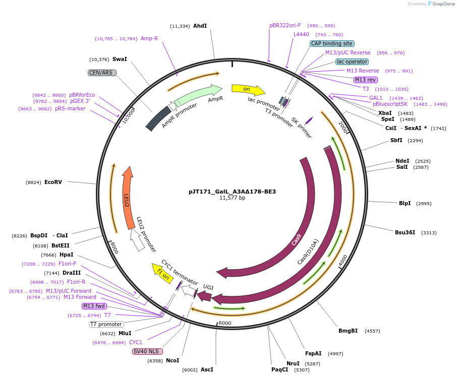 145121-plasmid-map-sequence-id-305933
