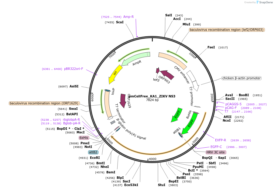 145345-plasmid-map-sequence-id-305937