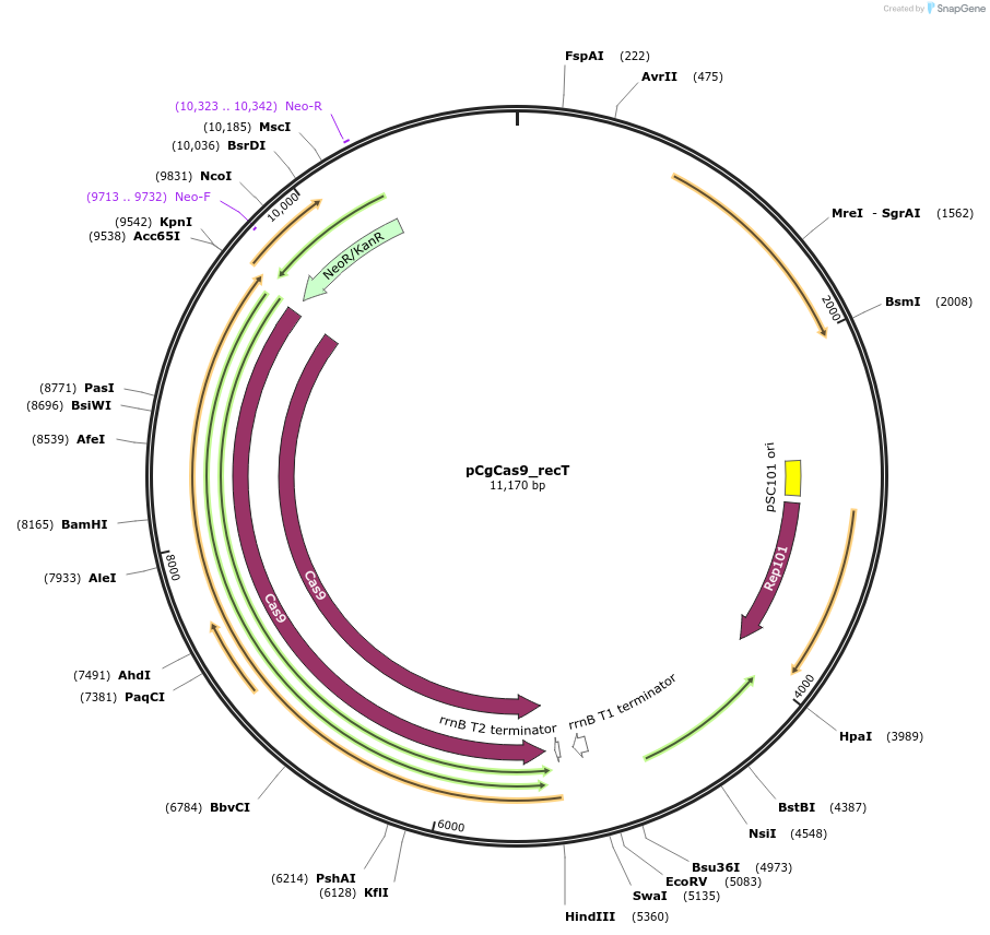 153337-plasmid-map-sequence-id-305977
