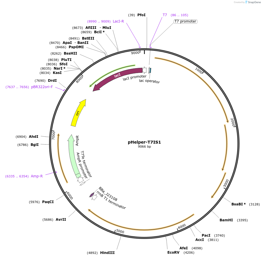 140631-plasmid-map-sequence-id-305979