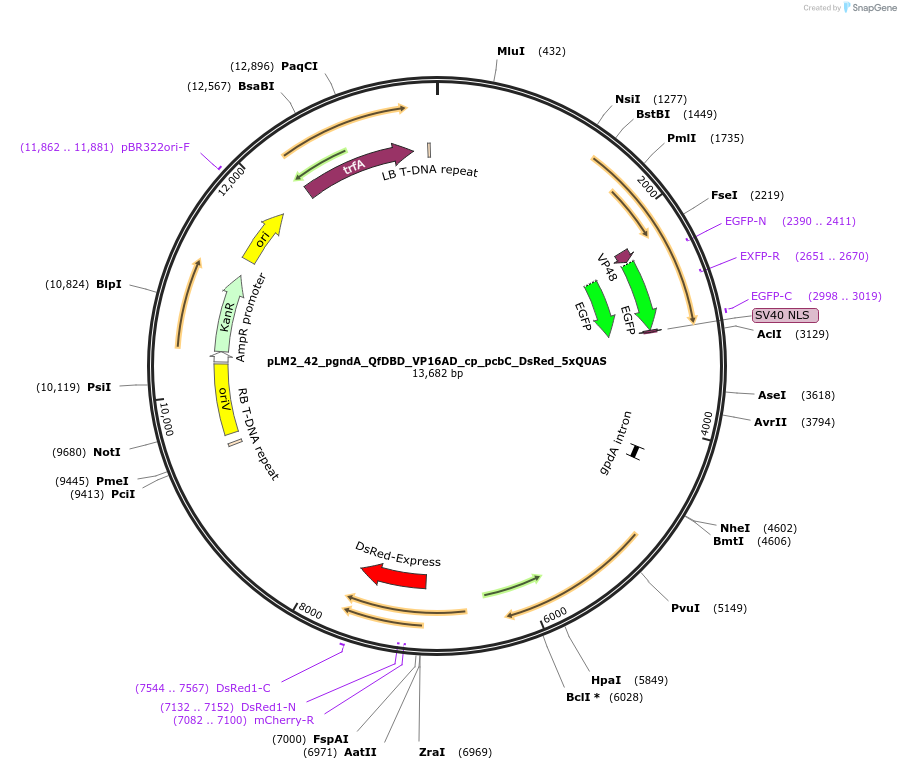 154238-plasmid-map-sequence-id-305980