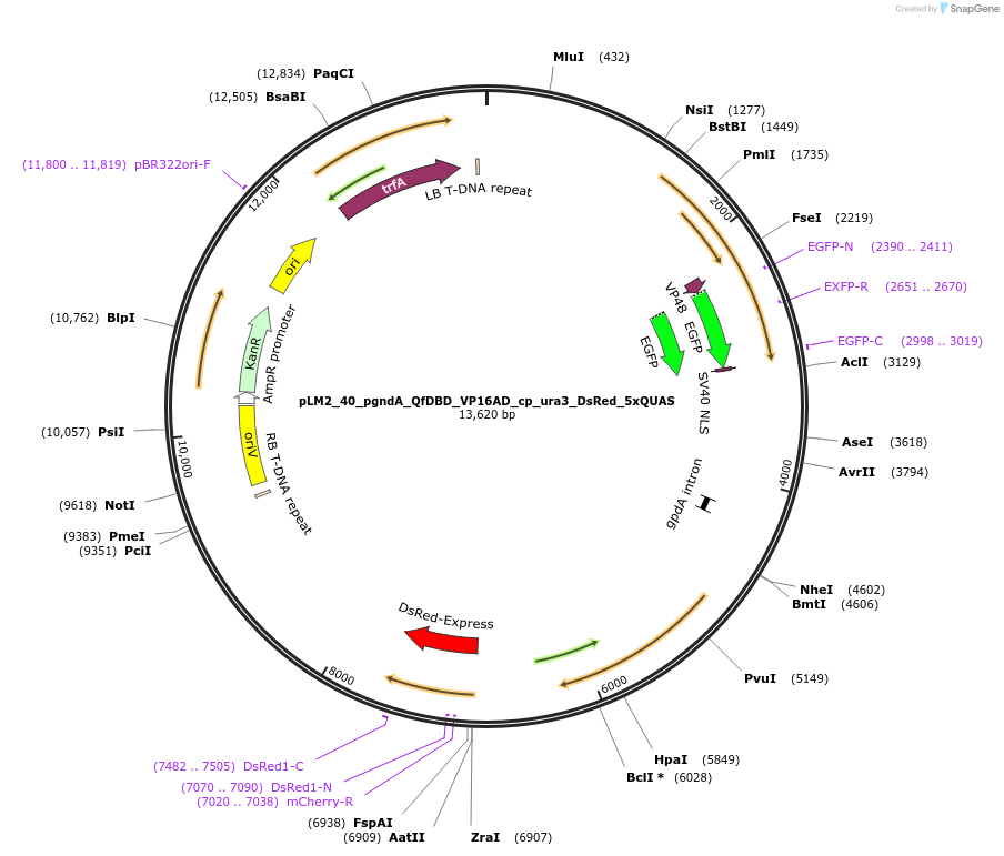 154240-plasmid-map-sequence-id-305982