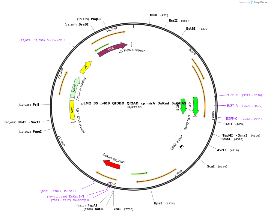 154244-plasmid-map-sequence-id-305983