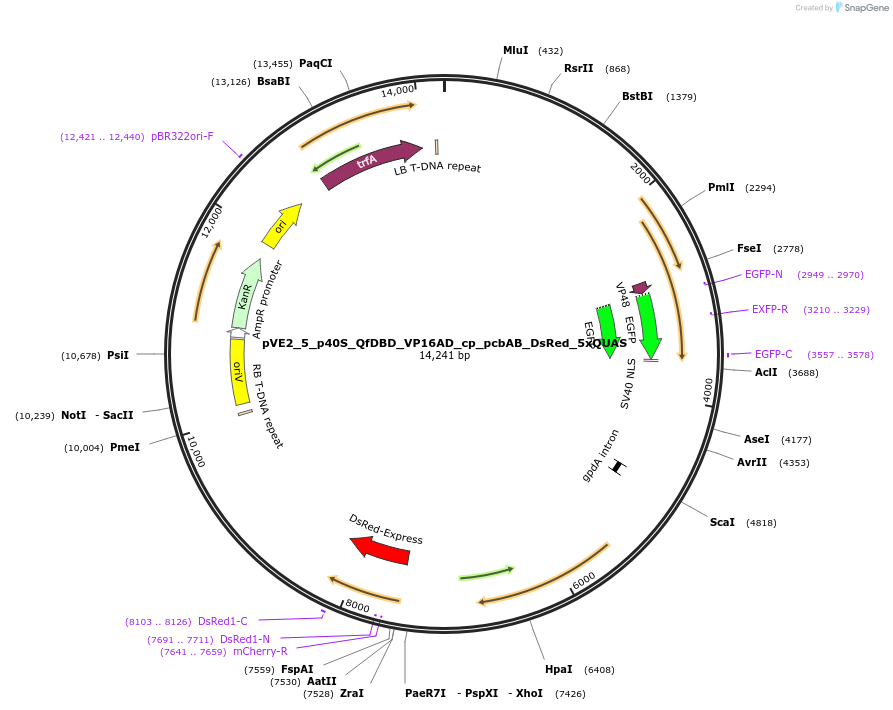 154232-plasmid-map-sequence-id-305984