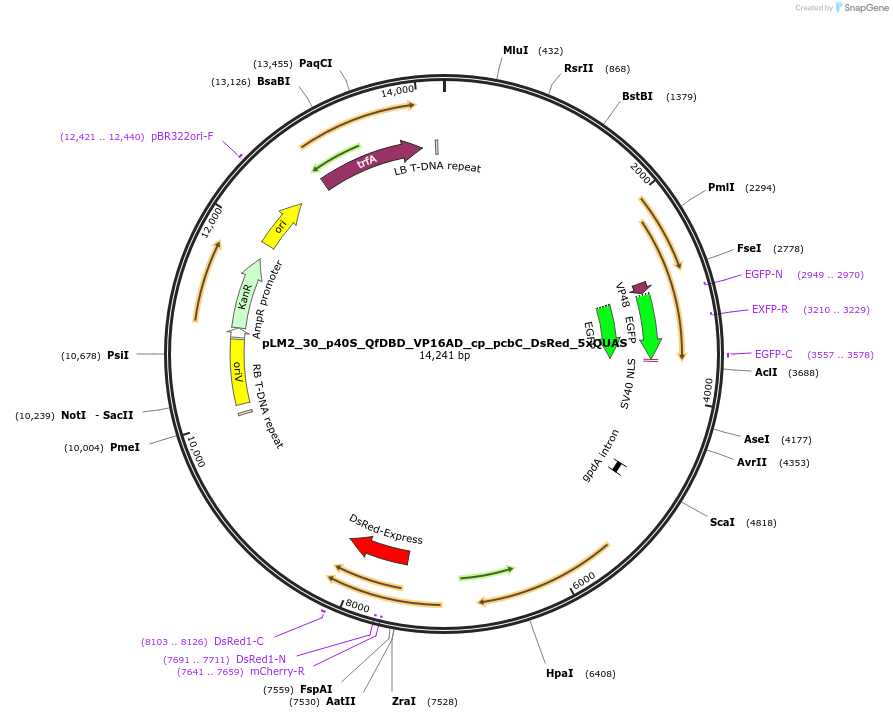 154222-plasmid-map-sequence-id-305985