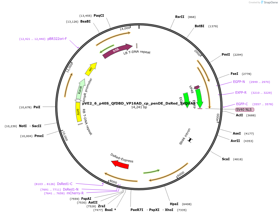 154233-plasmid-map-sequence-id-305986