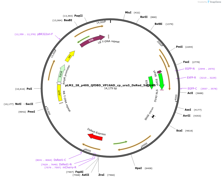 154236-plasmid-map-sequence-id-305990