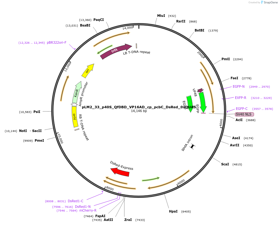 154224-plasmid-map-sequence-id-305992