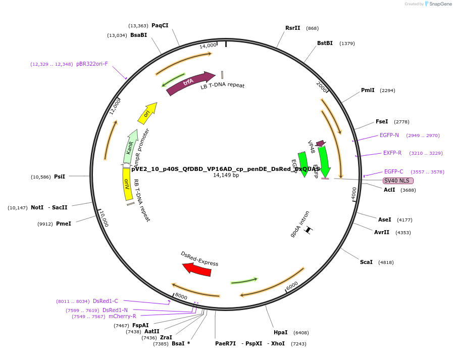 154228-plasmid-map-sequence-id-305993