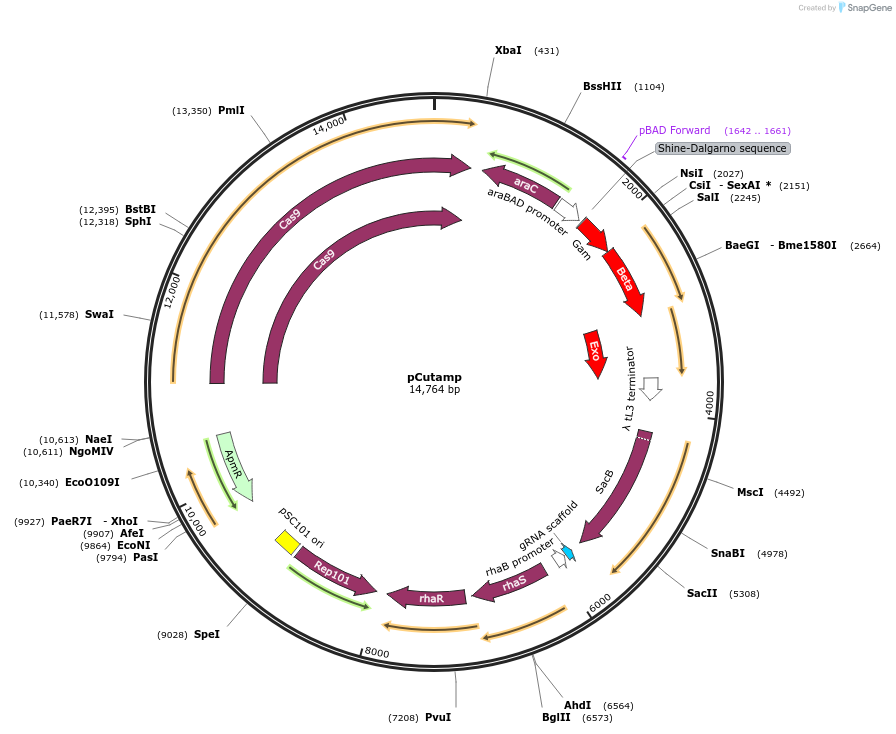 140632-plasmid-map-sequence-id-306006