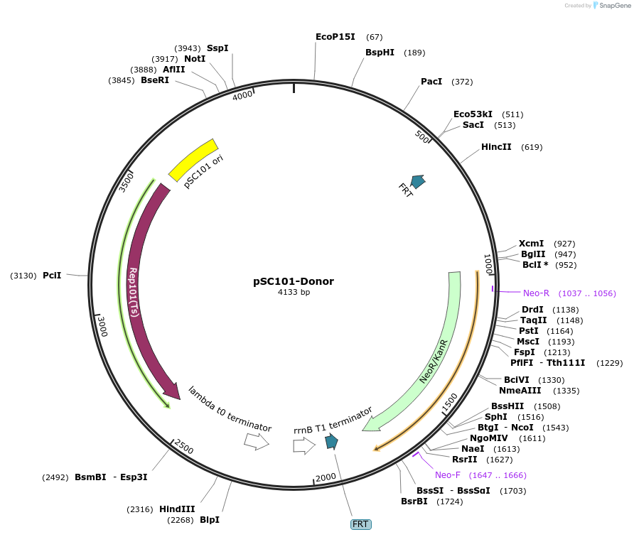 140630-plasmid-map-sequence-id-306011