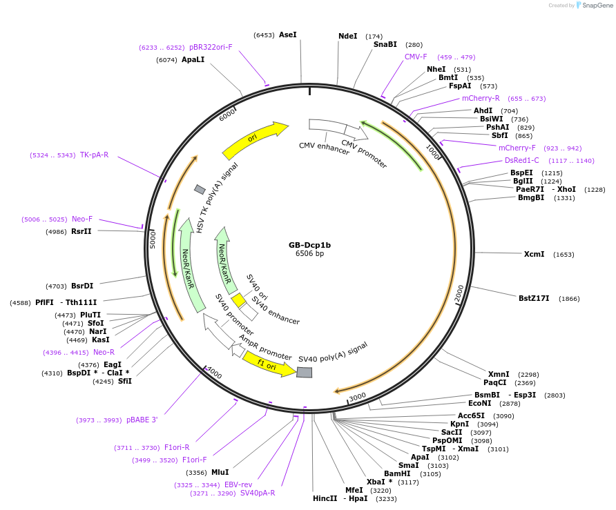 153979-plasmid-map-sequence-id-306033