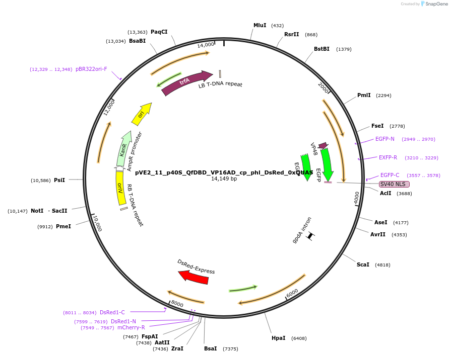 154229-plasmid-map-sequence-id-306038
