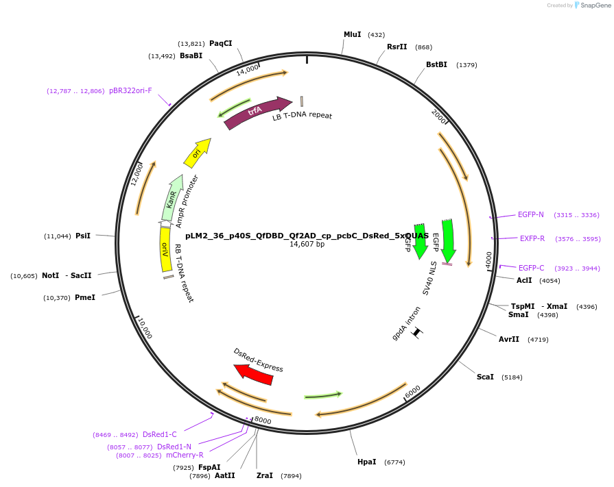 154243-plasmid-map-sequence-id-306039