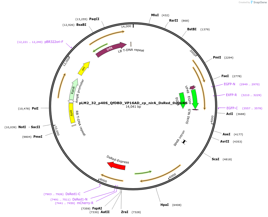 154230-plasmid-map-sequence-id-306041