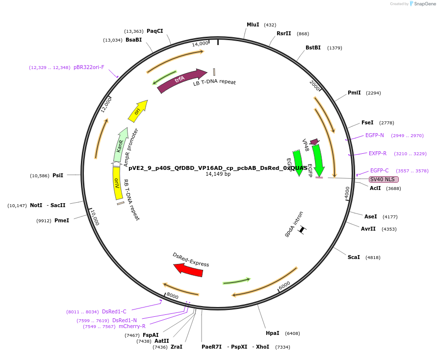 154227-plasmid-map-sequence-id-306042